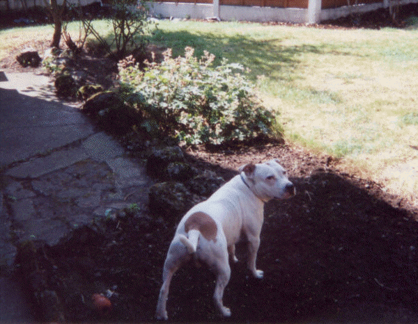 Hooch in the backyard.
