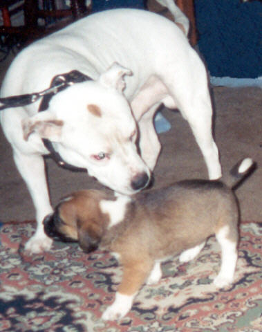Hooch with Bernie, one of Molly's puppies
